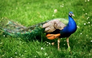 indian-blue-peacock