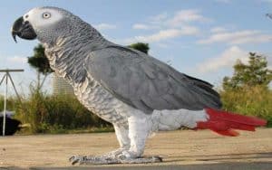 americanbuff-African Gray