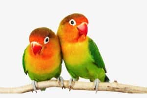 americanbuff-Love Birds
